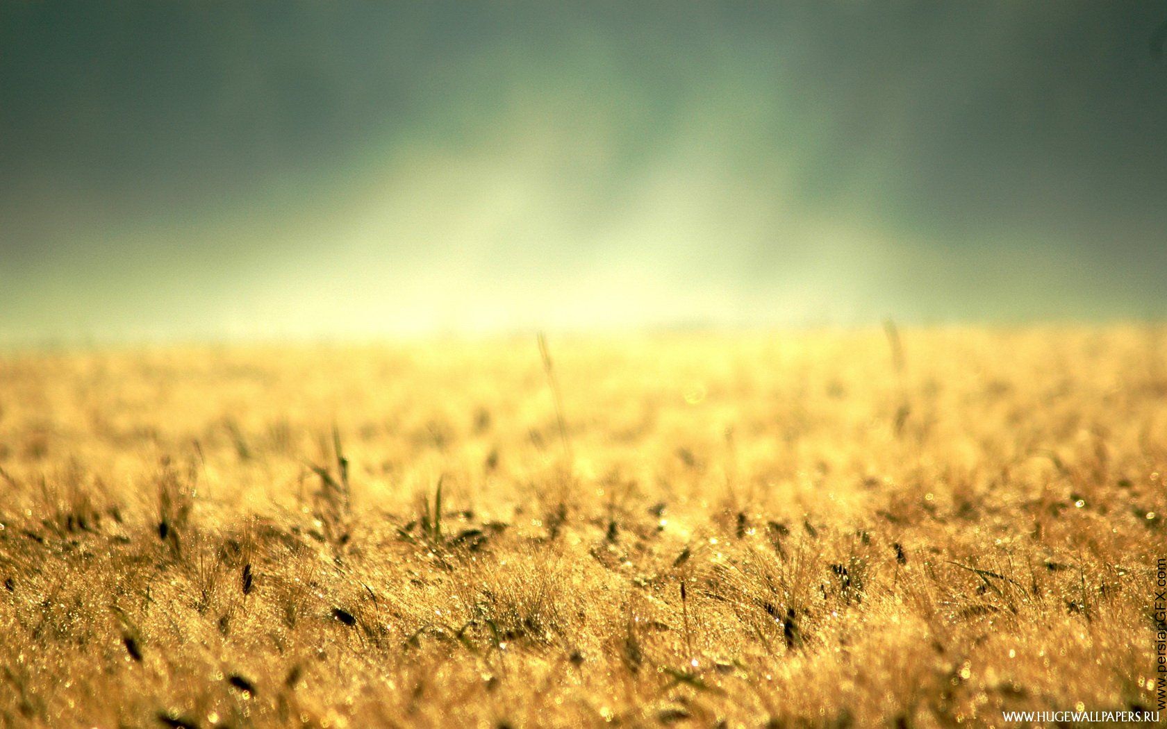 Precision Nitrogen Management for South African Potato Farmers